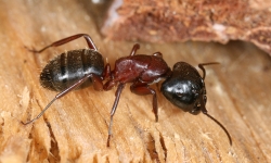 Lexikon: Rossameise (Camponotus ligniperda) 