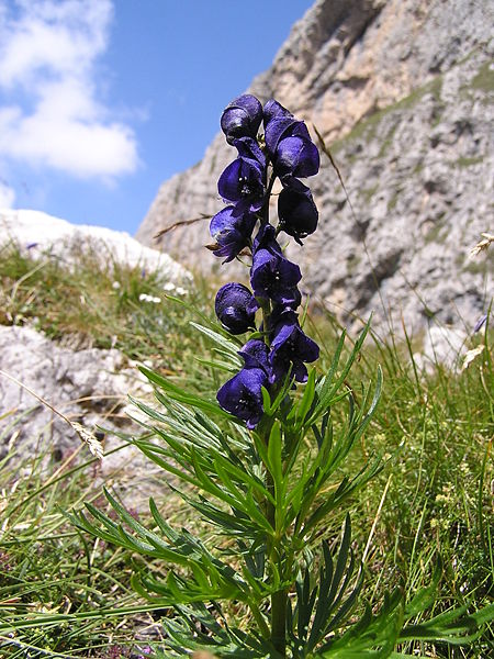 Lexikon: Blauer Eisenhut (Aconitum napellus) in den Dolomiten (Tschamintal)